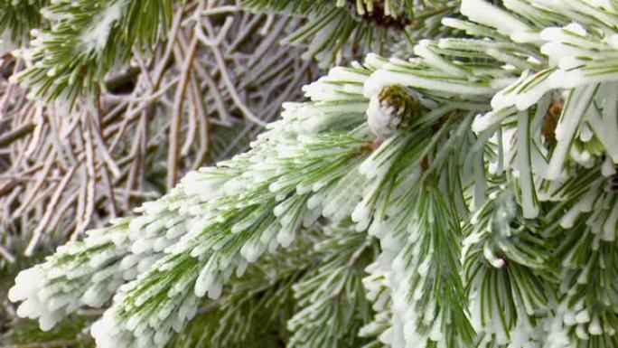 雪松林中充满雪和冰冻的松枝在风中移动