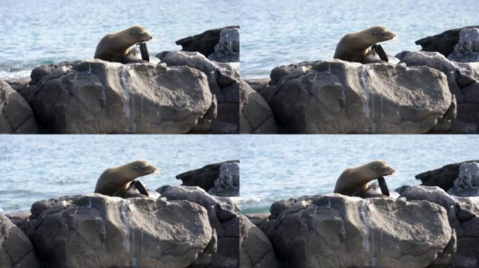 加拉帕戈斯海狮用脚蹼挠下巴