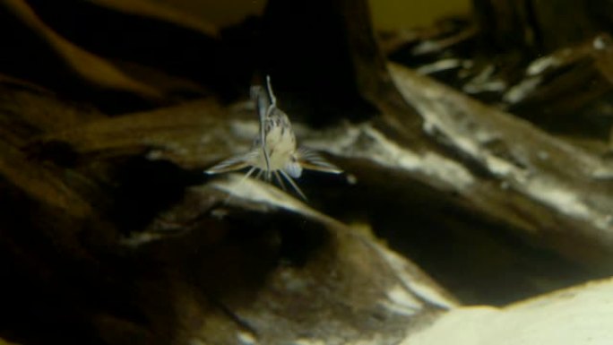 水族馆石底轻沙小斑鲶鱼在镜头前摆姿势