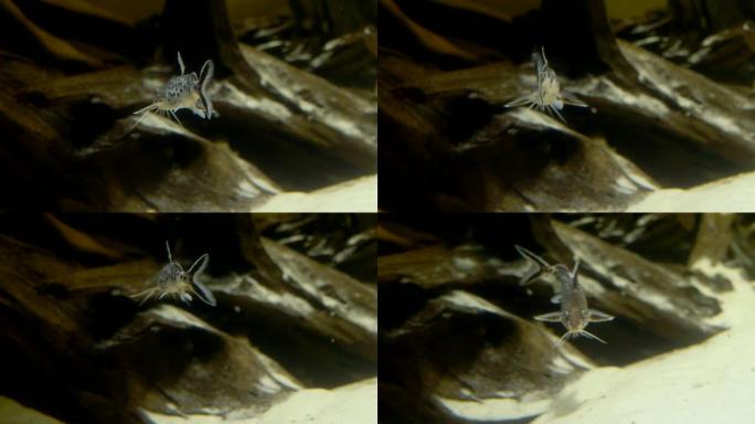 水族馆石底轻沙小斑鲶鱼在镜头前摆姿势