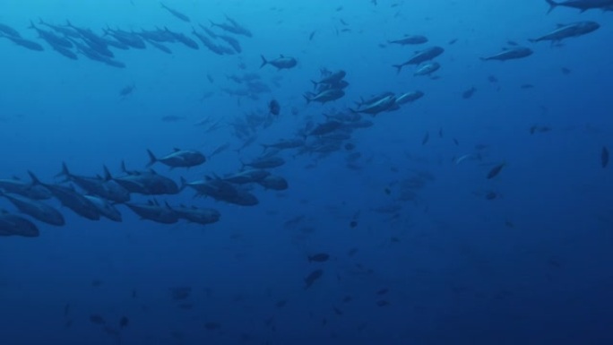 马尔代夫海底的一群大眼鲹鱼