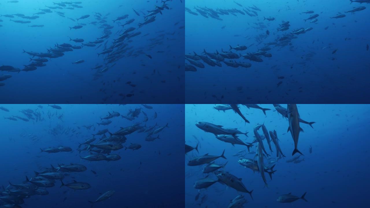 马尔代夫海底的一群大眼鲹鱼