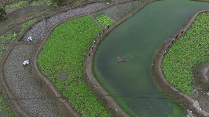 贵州少数民族梯在田上对唱