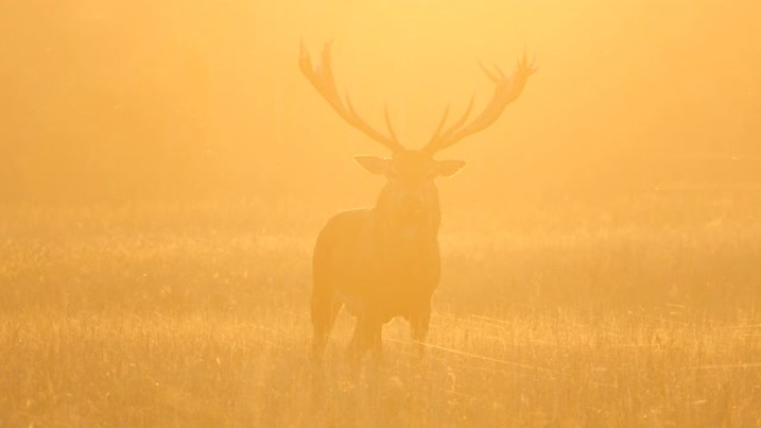 傍晚日落时咆哮的马鹿 (Cervus elaphus)