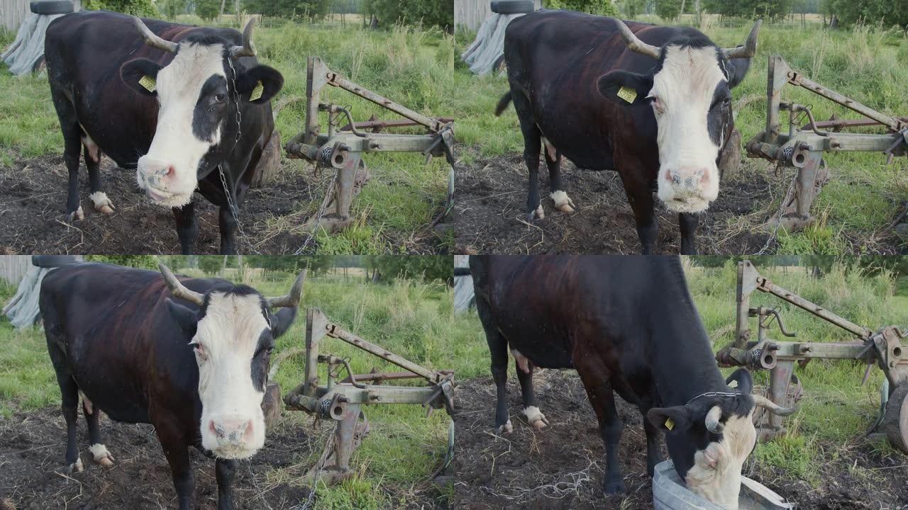 绑在链子上的牛站在院子里吃草料