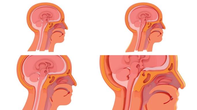 头部解剖的3d动画，耳鼻喉科。