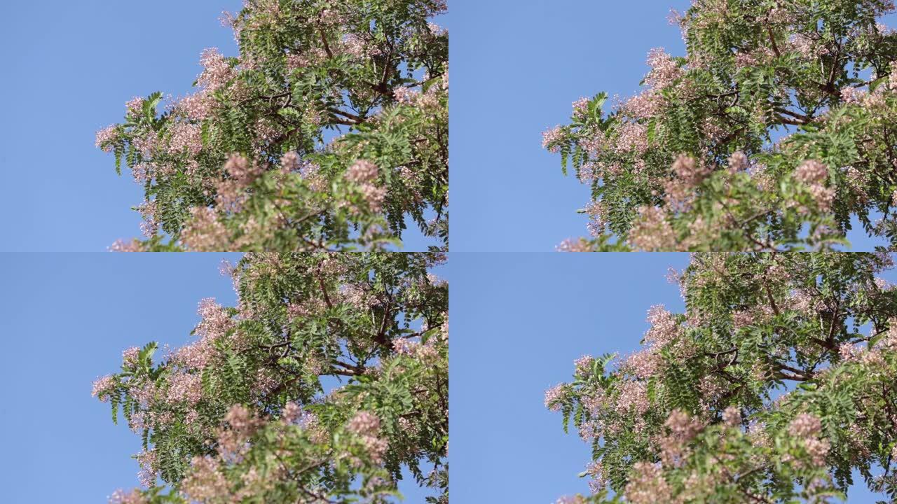 翼龙emarginatus树 (葡萄牙语为Sucupira) 的花顶。