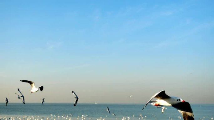 一群海鸥在海上飞行和漂浮