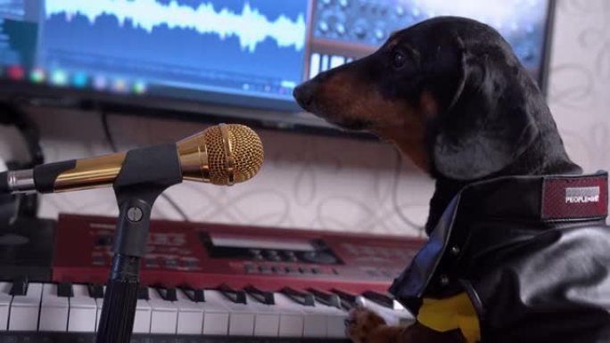 可爱的小腊肠犬穿着黑色皮夹克，在录音棚背景上唱着豪华的金色麦克风。宠物音频记录的幽默概念