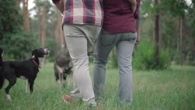 无法识别的高加索夫妇在夏天的森林里散步，狗在跑来跑去。成年男女在绿色草地上漫步，作为家庭宠物在早晨玩