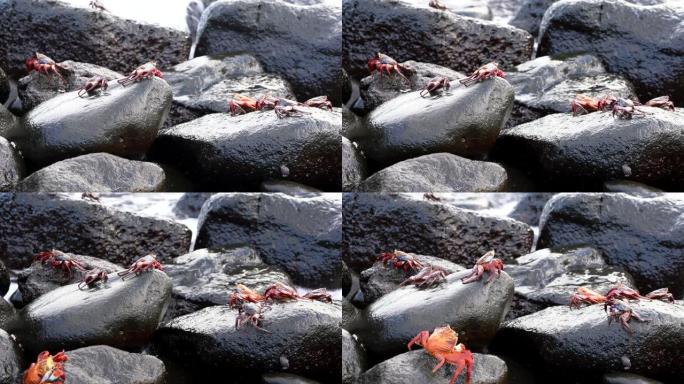 加拉帕戈斯·萨利·莱特富特蟹 -- 冲浪下的几只小鱼