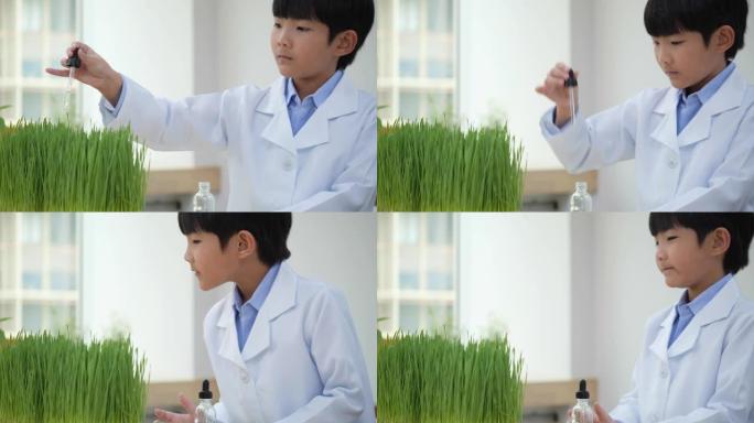 亚洲孩子在教室里实验农业。学生提取叶绿素与绿色植物一起在智能农业中。教育、农业和技术的概念。