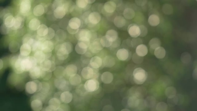 博克轻柔色调的抽象移动绿树散焦背景