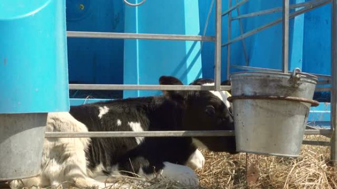 在摊位上拍摄小牛-农场的真实生活