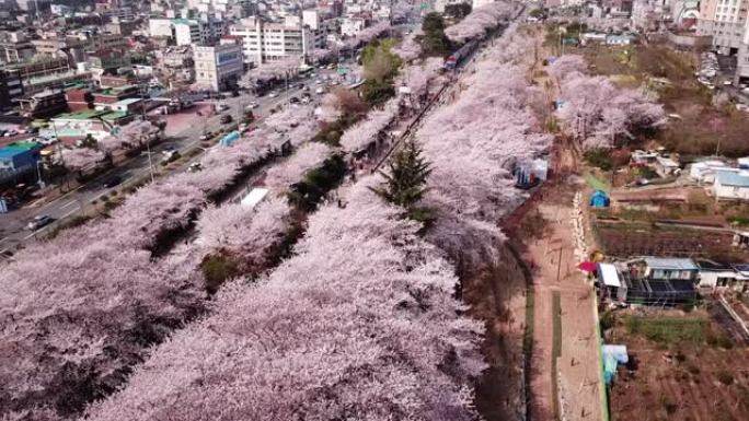 韩国釜山真海樱花节
