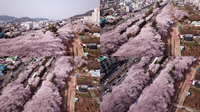 韩国釜山真海樱花节