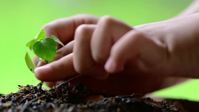 儿童手的慢动作镜头照顾年轻的植物树芽。可持续发展，绿色环境关怀，全球变暖保护，种植和可持续发展的概念