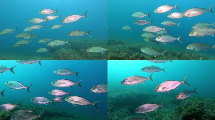 海底生物杰克鱼在混浊的水中游泳-马略卡岛的水肺潜水