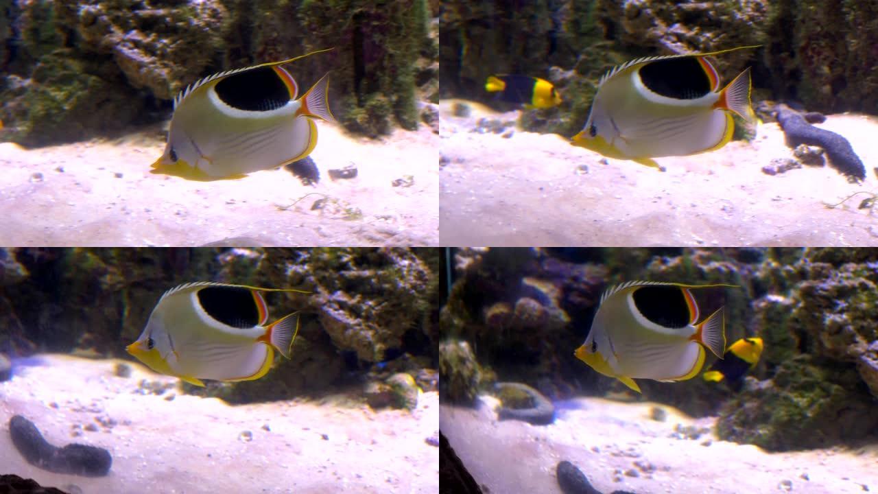 米黄色的鱼正在用锋利的枪口游泳，背部有黑点。特写