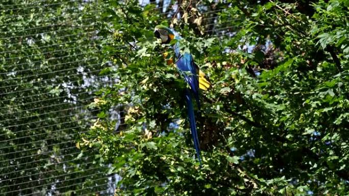 蓝黄金刚鹦鹉Ara ararauna是南美的大型鹦鹉