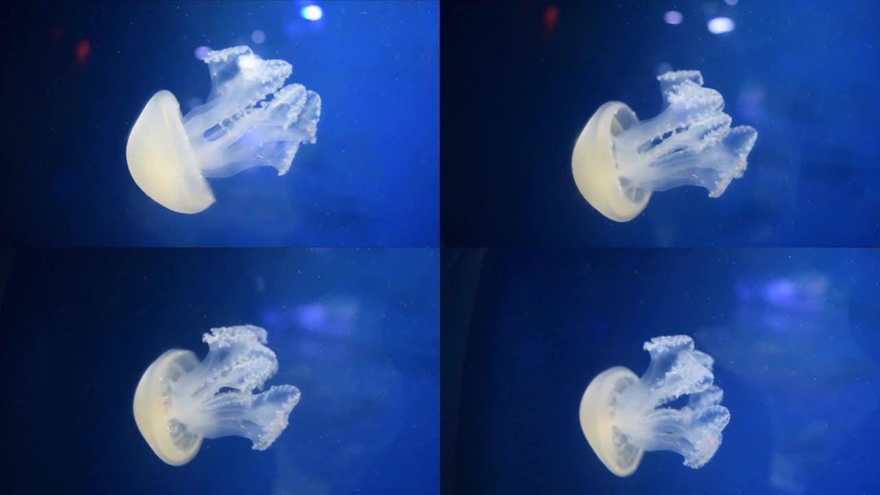 蓝蓝水母海洋生物海鱼视频素材