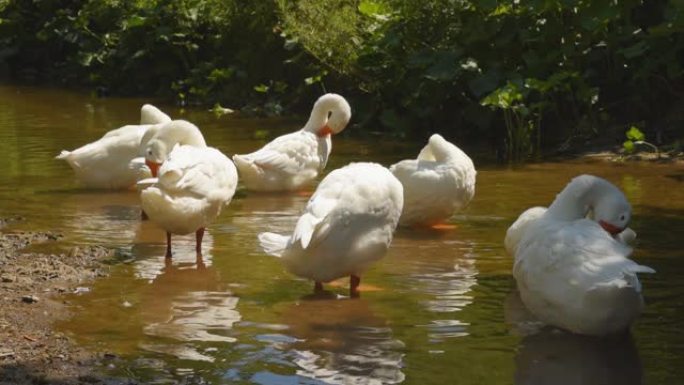白鹅在河边吃草。在阳光明媚的日子里，家禽在村庄的水中沐浴和游泳
