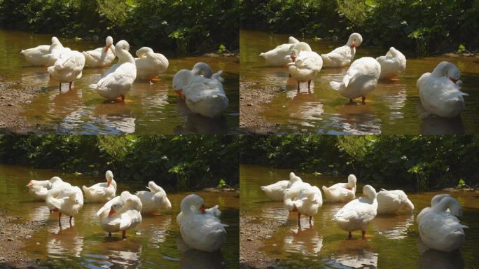 白鹅在河边吃草。在阳光明媚的日子里，家禽在村庄的水中沐浴和游泳