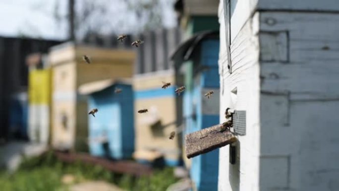 有机企业，勤奋的蜜蜂将从花朵中收集的花粉带到蜂巢中，以便在春季温暖的晴天在蜂房中将花蜜加工成蜂蜜，养