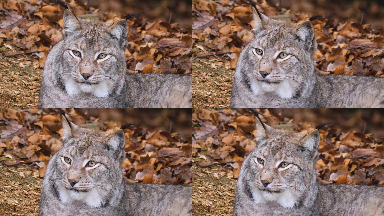 山猫的特写展示野猫猫头