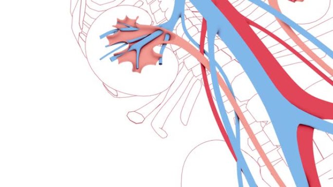 3d中泌尿系统，静脉和动脉的动画，以及骨骼线条画。