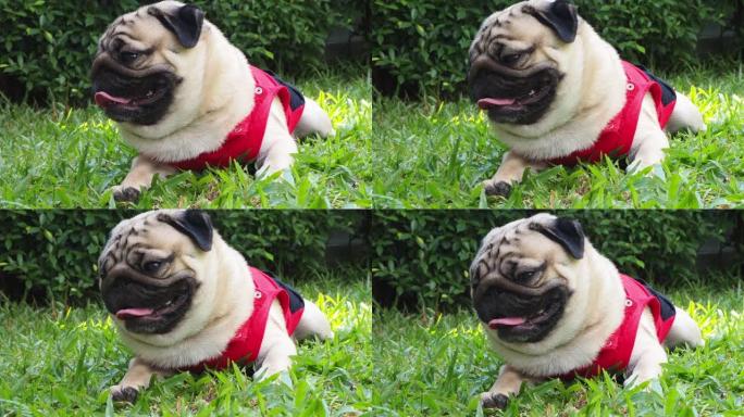 快乐的狗哈巴狗品种微笑，滑稽的脸躺在绿色的草地上，纯种哈巴狗健康的概念