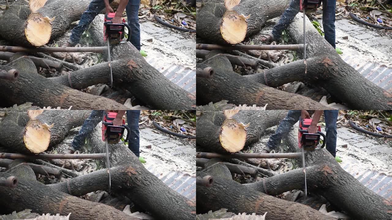 伐木工人在印度用电锯锯砍伐的树干，砍伐森林的概念