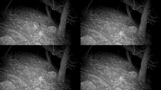 野生灰色狐狸被追踪相机捕获