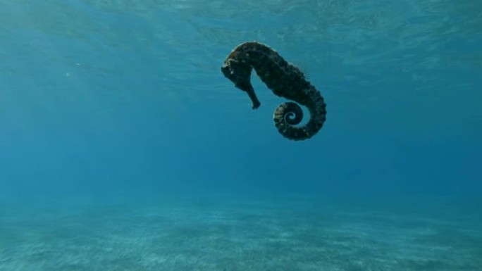 海马在太阳光线下在蓝色的水背景下缓慢游动。水下拍摄，4K/50fps