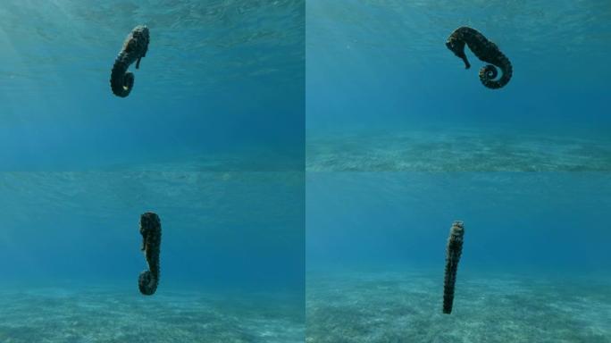海马在太阳光线下在蓝色的水背景下缓慢游动。水下拍摄，4K/50fps