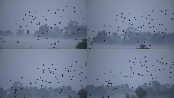 鸟群在雾中飞翔鸟群在雾中飞翔