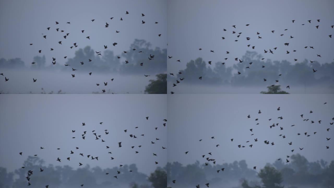 鸟群在雾中飞翔鸟群在雾中飞翔