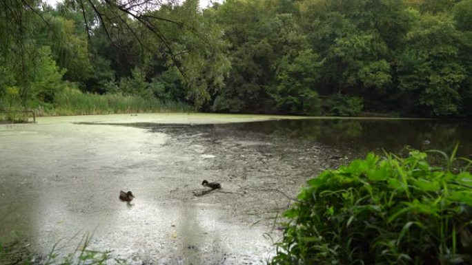 恶心的脏水，浮萍。生态灾难。鸭子在污染的湖、河、水中游泳。自然资源的污染，生态系统的破坏。