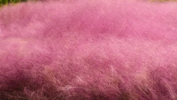 风中的粉红色毛状毛状波浪，Muhlenbergia capillaris，4k镜头。