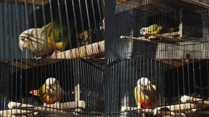 笼子里的鸟儿、鹦鹉、鸟笼子