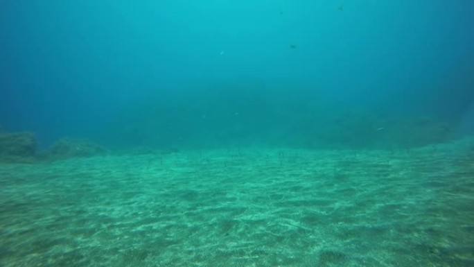 海鳗康格鱼在大西洋火山起源的海底垂直伸出。
