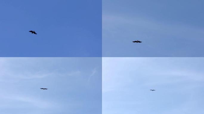 在西班牙蓝天的背景下，野生的西班牙棕色鹰飞翔。