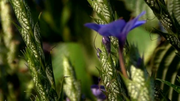 龙胆蓝花 (Eranthemum nervosum)，有绿色和白色脉状的苞片。本属唯一的物种。