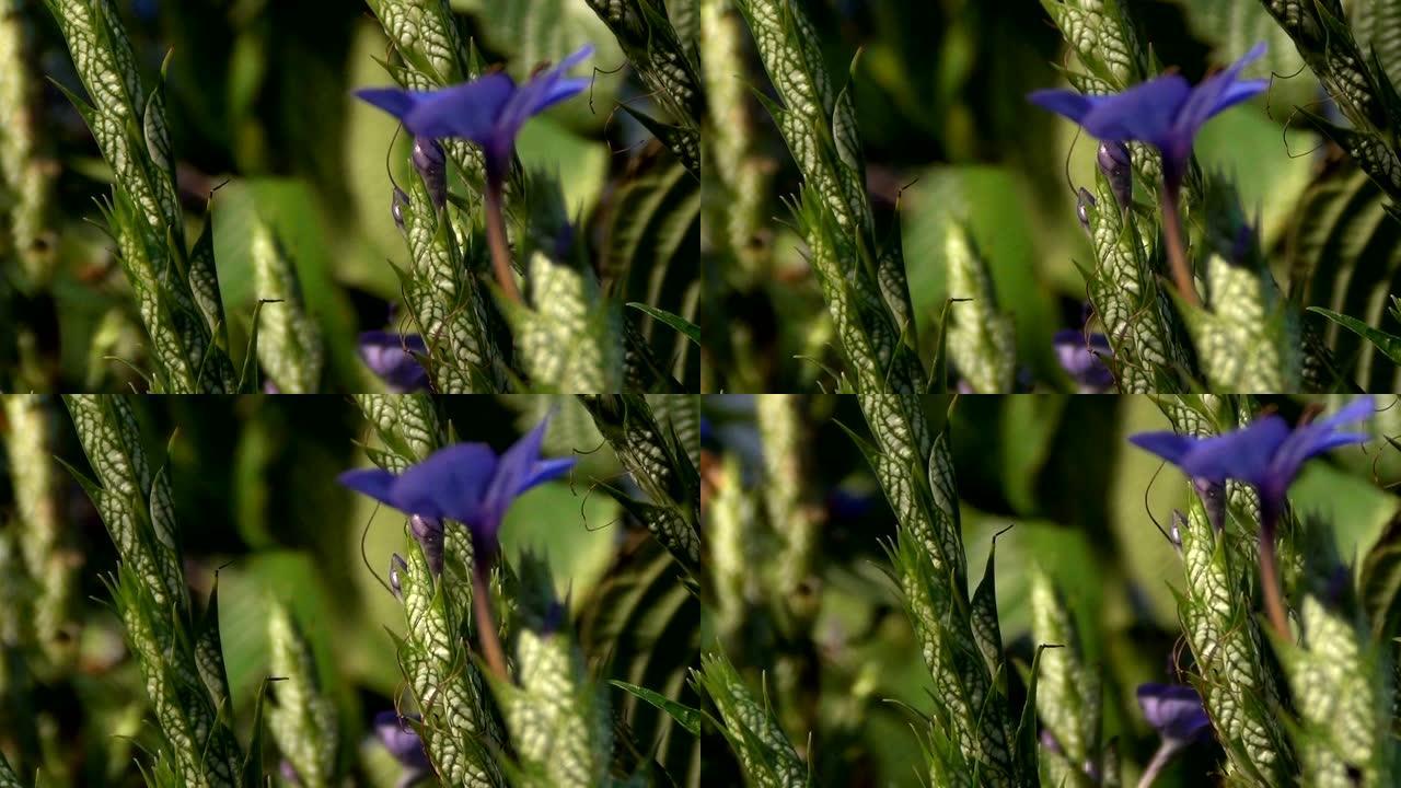 龙胆蓝花 (Eranthemum nervosum)，有绿色和白色脉状的苞片。本属唯一的物种。