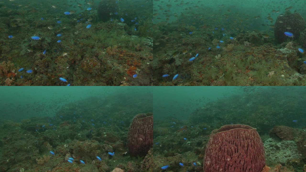台湾海底珊瑚礁的雀鲷学校