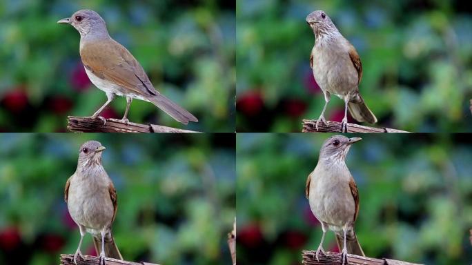 浅胸鹅口疮 (Turdus leucomelas) 栖息在模糊背景上的树枝上的水平视频，带有绿色色调