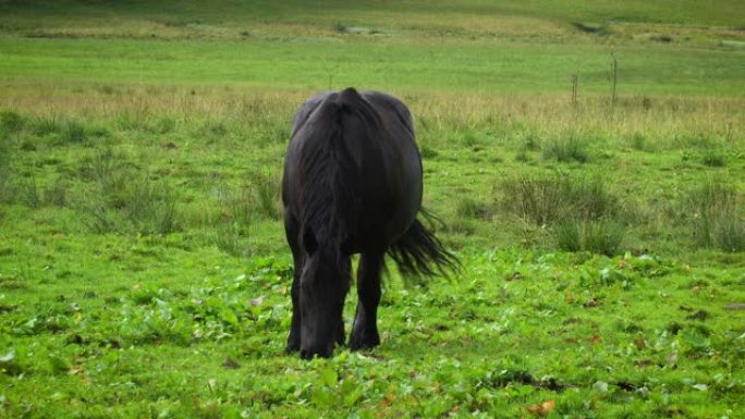黑马放牧黑色吃草