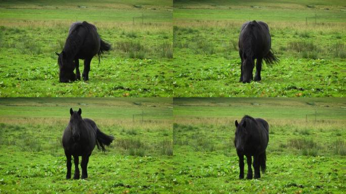 黑马放牧黑色吃草