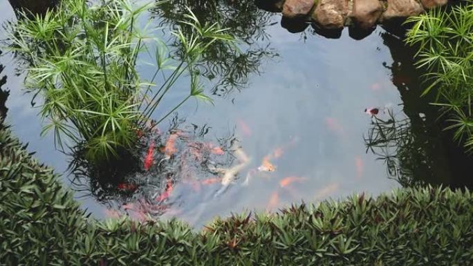 各种颜色的锦鲤鱼在室外池塘里游泳。