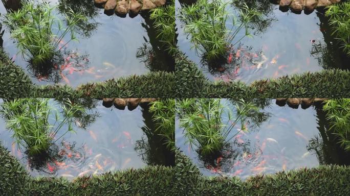 各种颜色的锦鲤鱼在室外池塘里游泳。